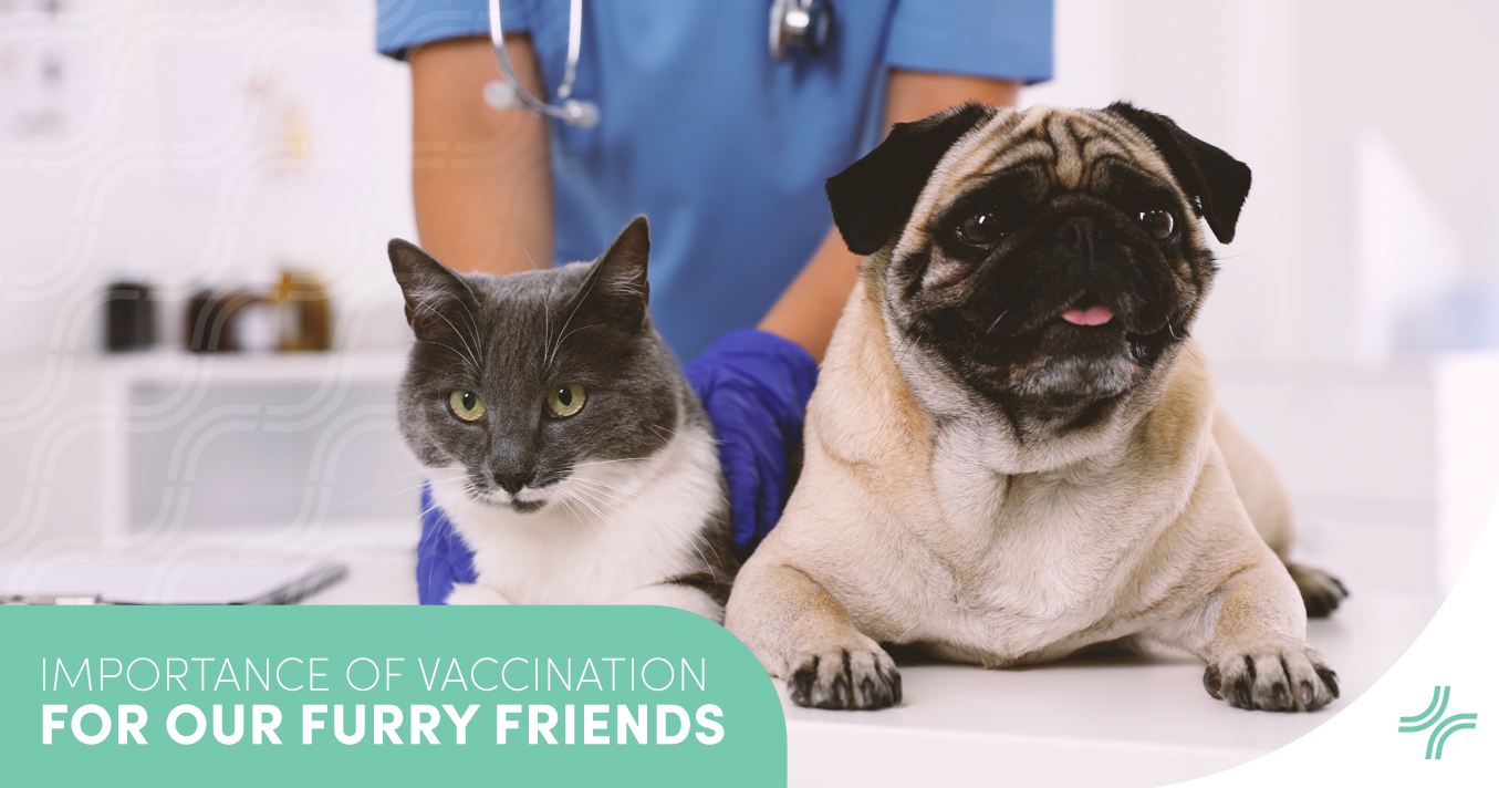 Importance of vaccination for dogs and cats