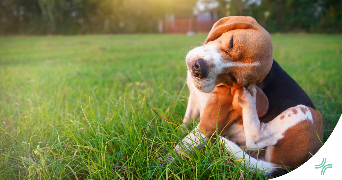 Les maladies de la peau chez les chiens