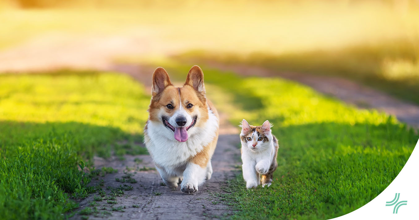 Summer Wellness: Keep Your Furry Friends Safe and Healthy